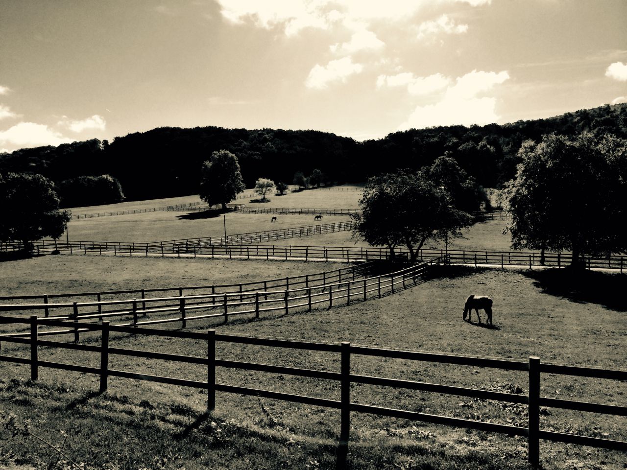 SCEA Haras de Fuyssieux | Horse breeders > Breeders, Sport horses