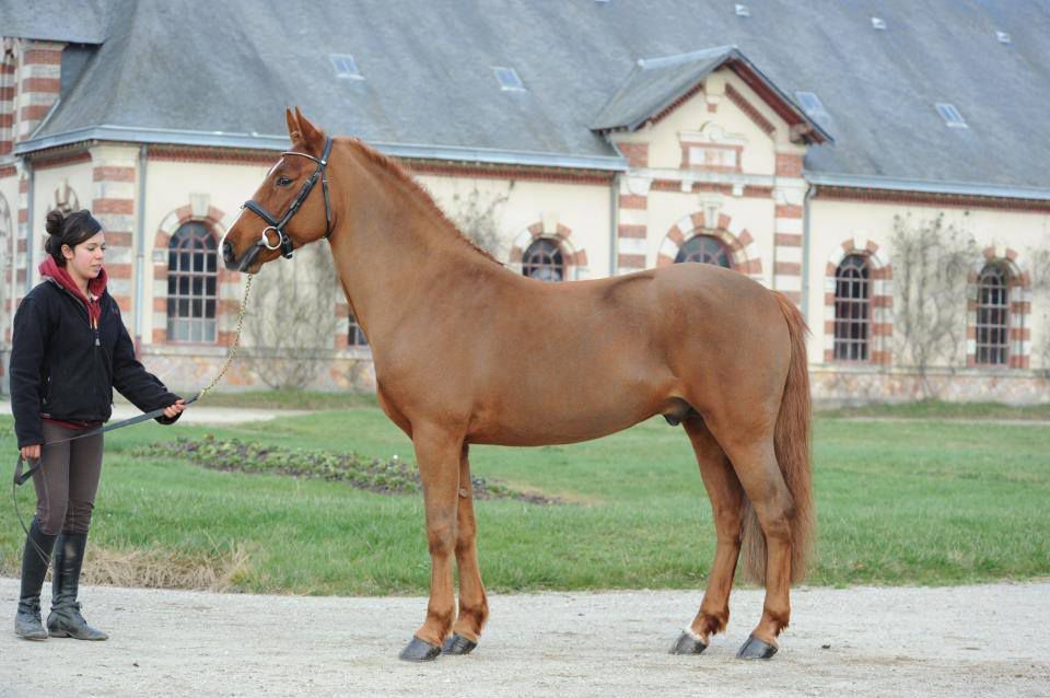 ROCKENROL GEVAUDAN - New Forest 2005 by IVOIRE DE CIVRY 