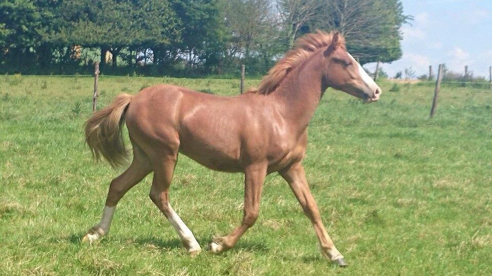 ROCKENROL GEVAUDAN - New Forest 2005 by IVOIRE DE CIVRY 