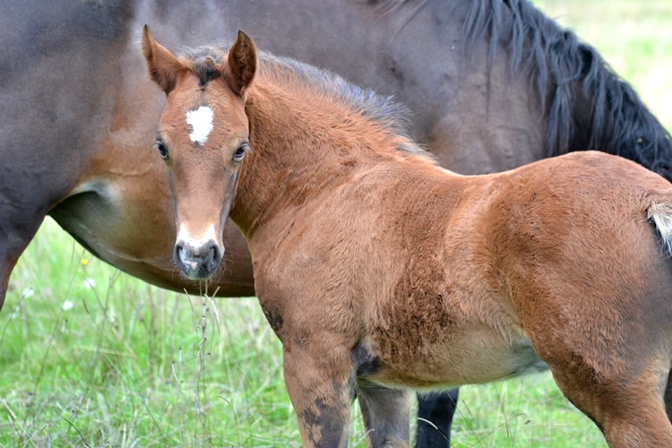 ROCKENROL GEVAUDAN - New Forest 2005 by IVOIRE DE CIVRY 
