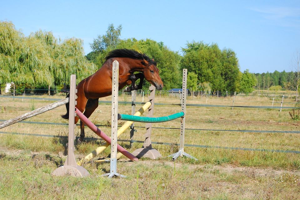 ROCKENROL GEVAUDAN - New Forest 2005 by IVOIRE DE CIVRY 