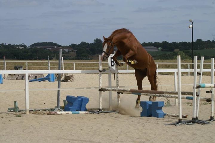 ROCKENROL GEVAUDAN - New Forest 2005 by IVOIRE DE CIVRY 