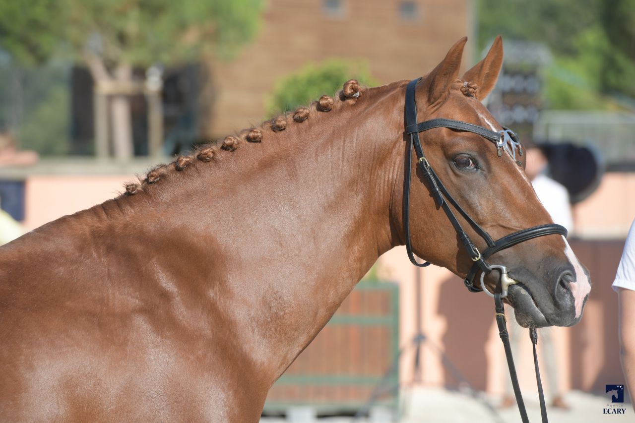 ROCKENROL GEVAUDAN - New Forest 2005 by IVOIRE DE CIVRY 