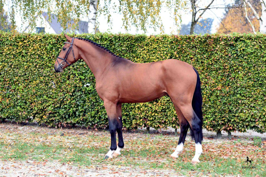 Comme le père - Rhinelander 2014 by Comme il faut