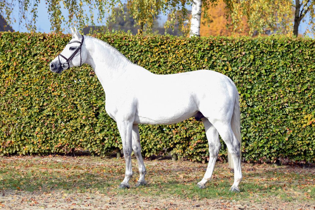 Convall - Holsteiner 2007 by COLMAN