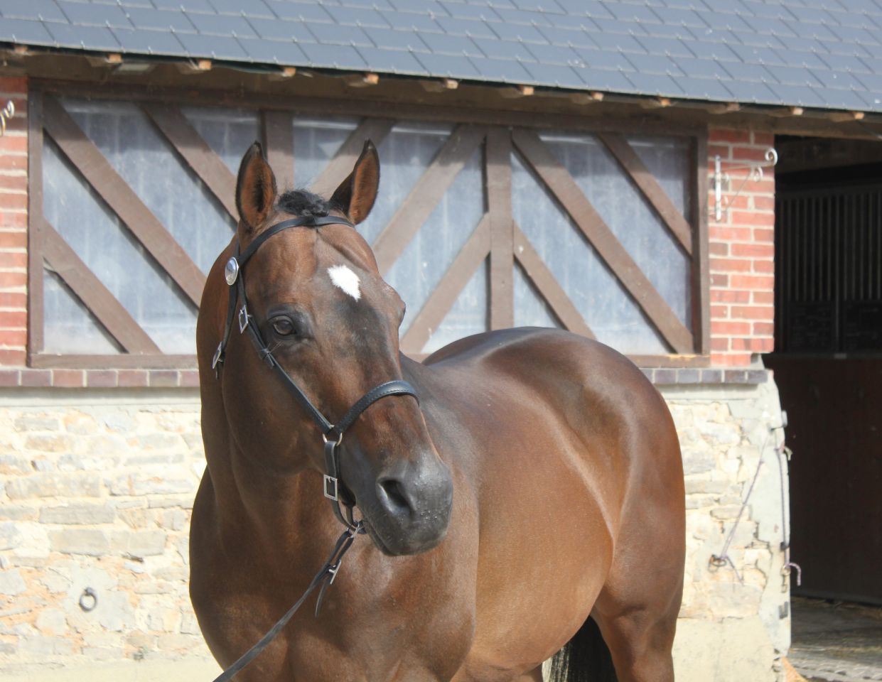 TOUCH DOWN - English Thoroughbred 1998 by Dashing Blade