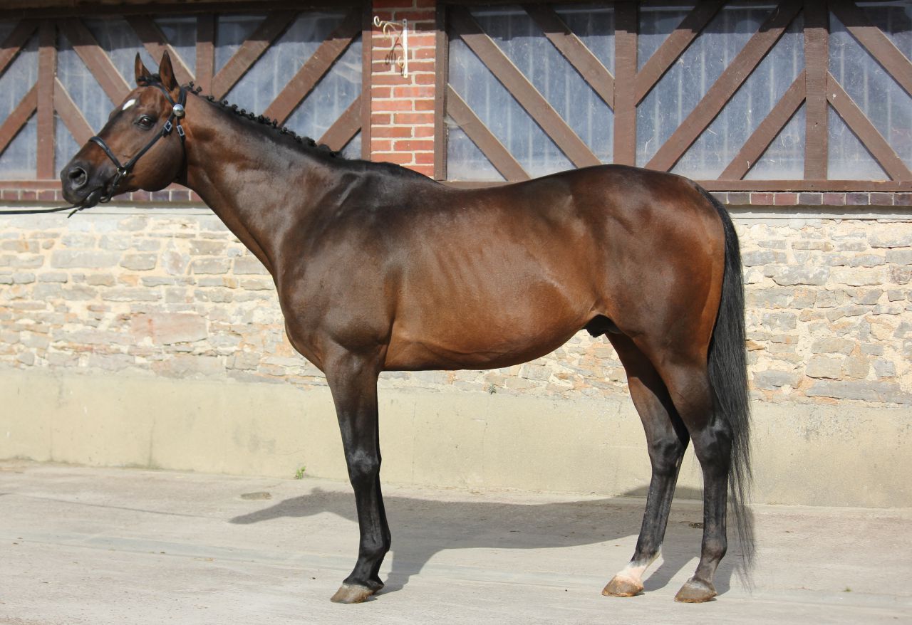 TOUCH DOWN - English Thoroughbred 1998 by Dashing Blade