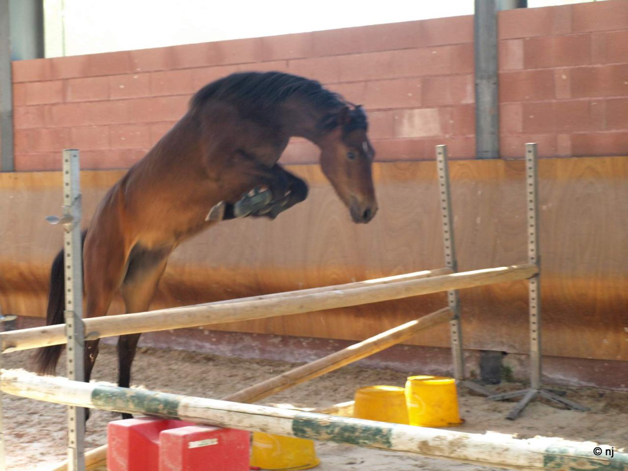 Mare New Forest For sale 2010 Bay