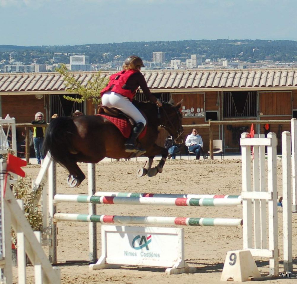 Mare New Forest For sale 2010 Bay