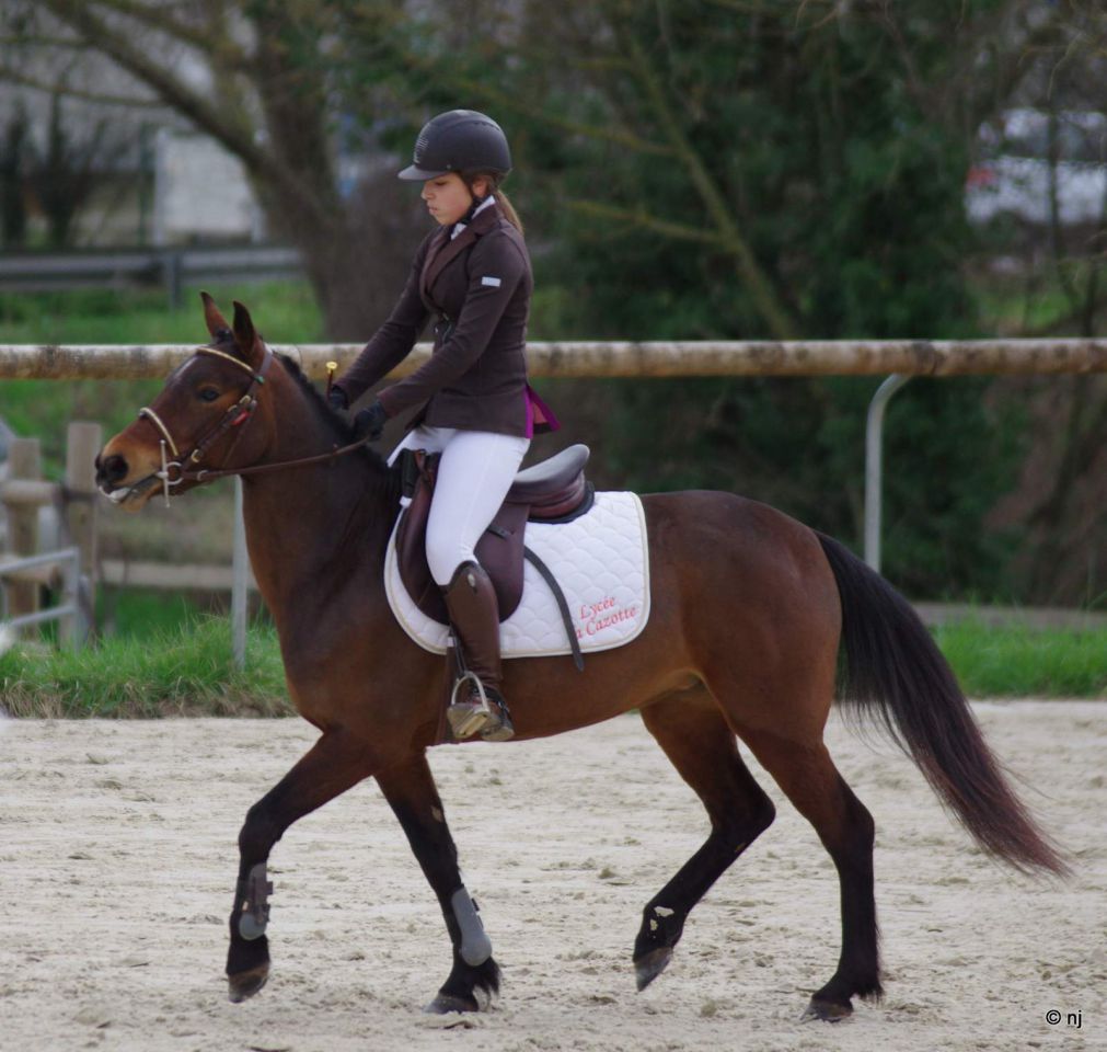 Mare New Forest For sale 2010 Bay