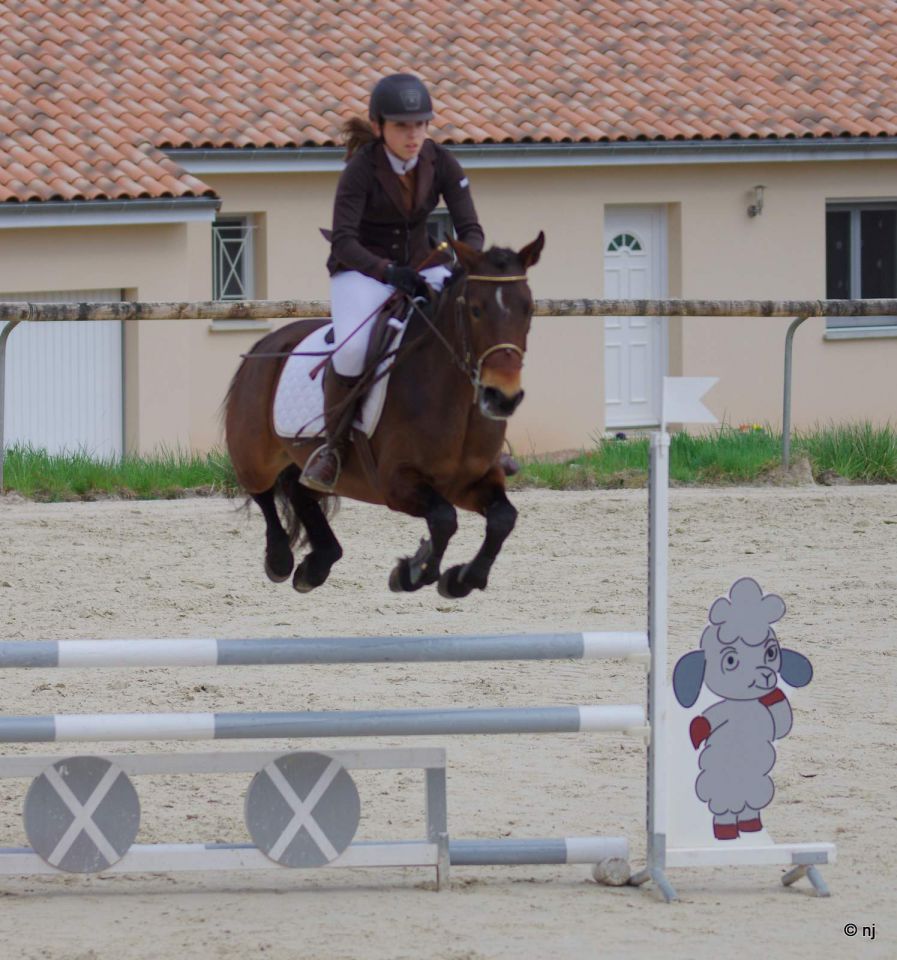 Mare New Forest For sale 2010 Bay