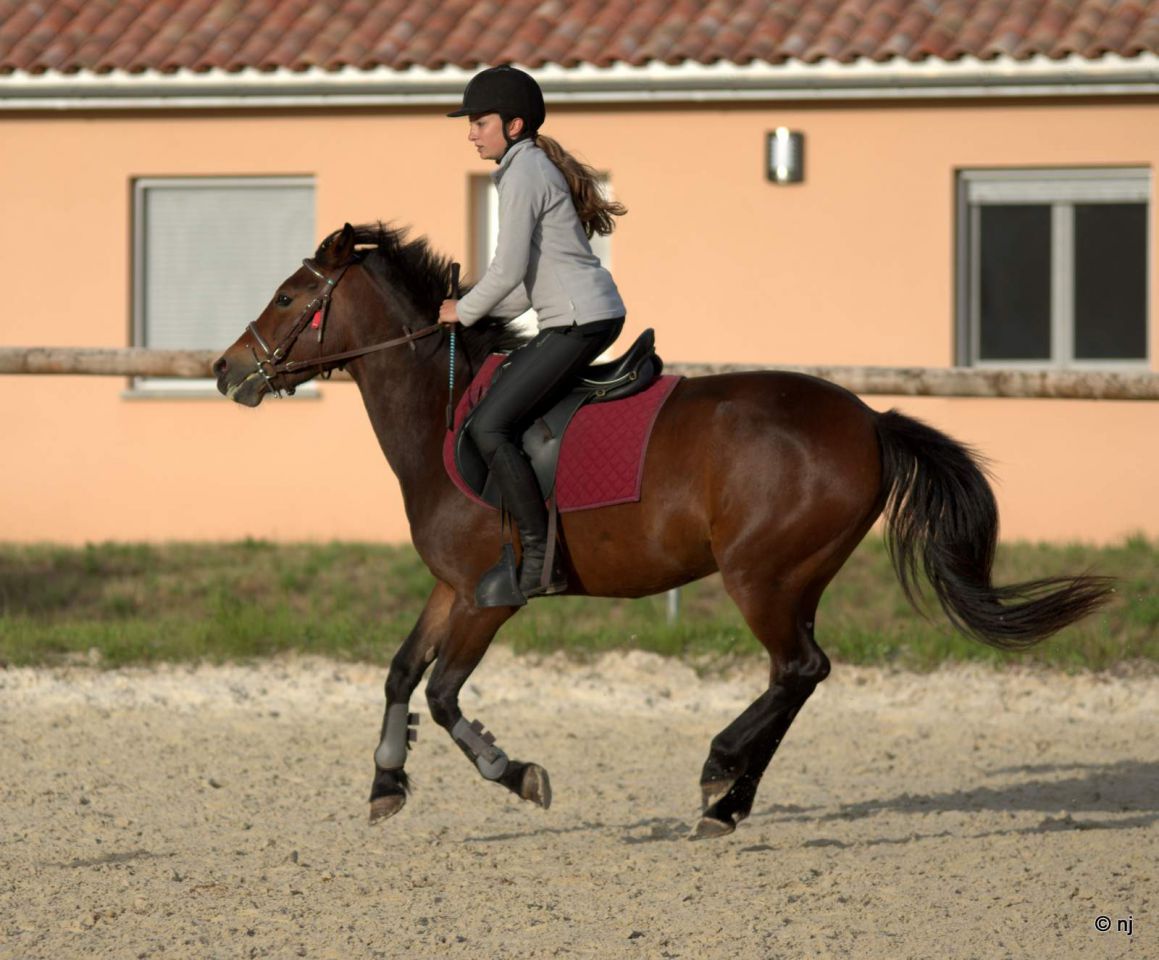 Mare New Forest For sale 2010 Bay