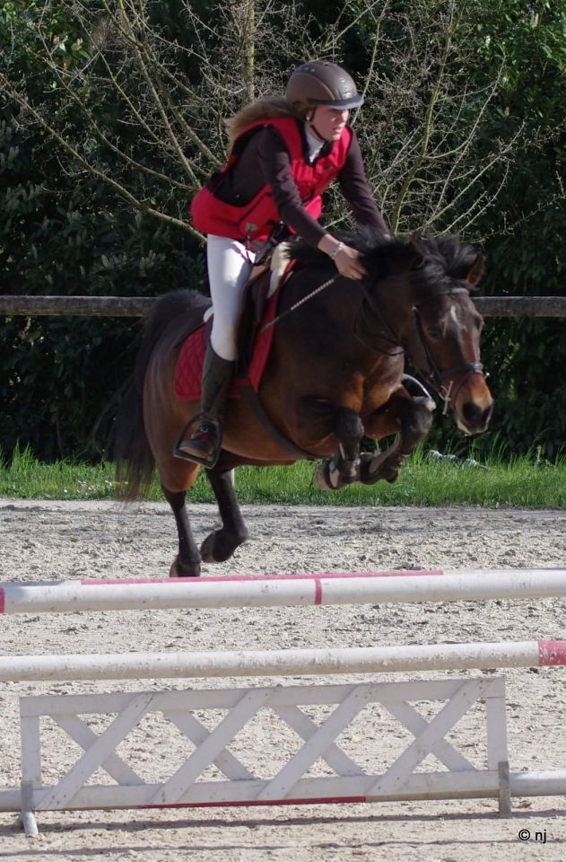 Mare New Forest For sale 2010 Bay