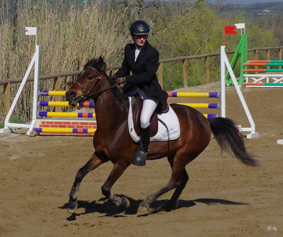 Mare New Forest For sale 2010 Bay