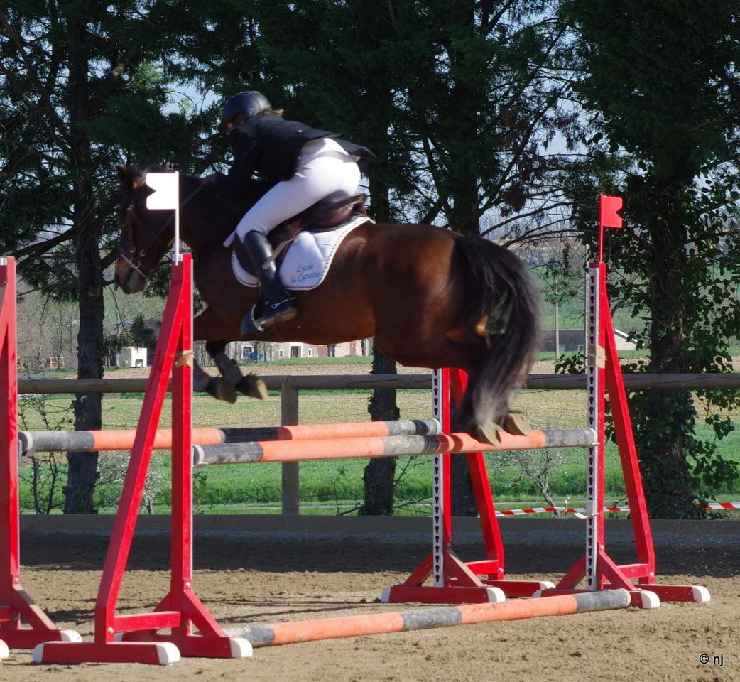 Mare New Forest For sale 2010 Bay