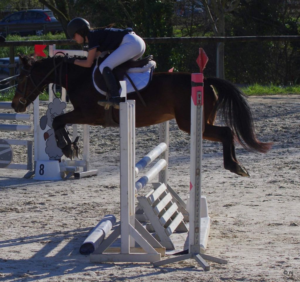 Mare New Forest For sale 2010 Bay