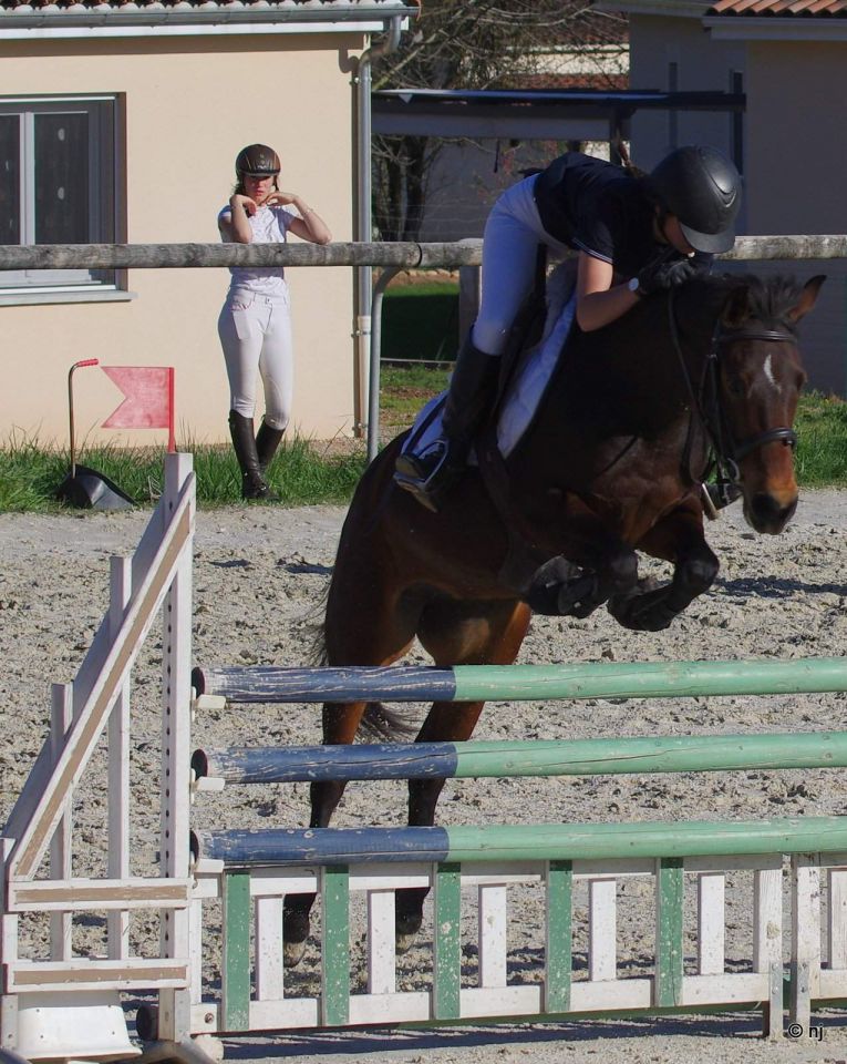 Mare New Forest For sale 2010 Bay