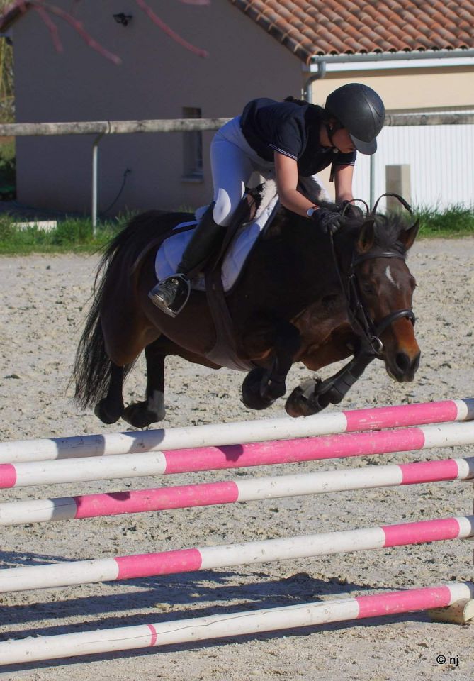 Mare New Forest For sale 2010 Bay