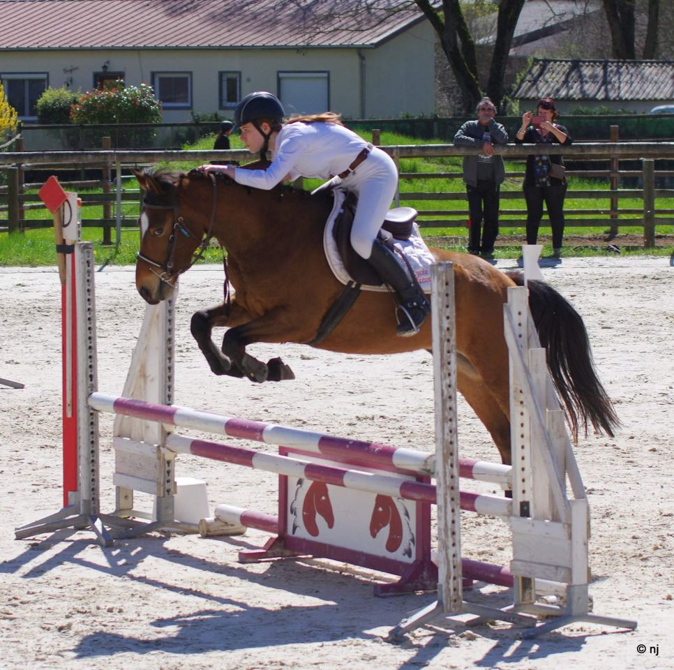 Gelding New Forest For sale 2012 Bay