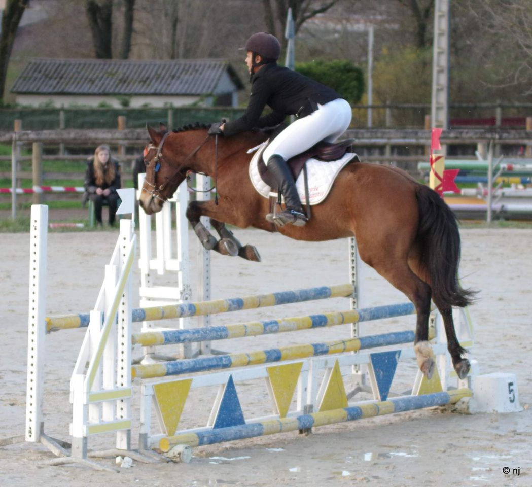 Gelding New Forest For sale 2012 Bay