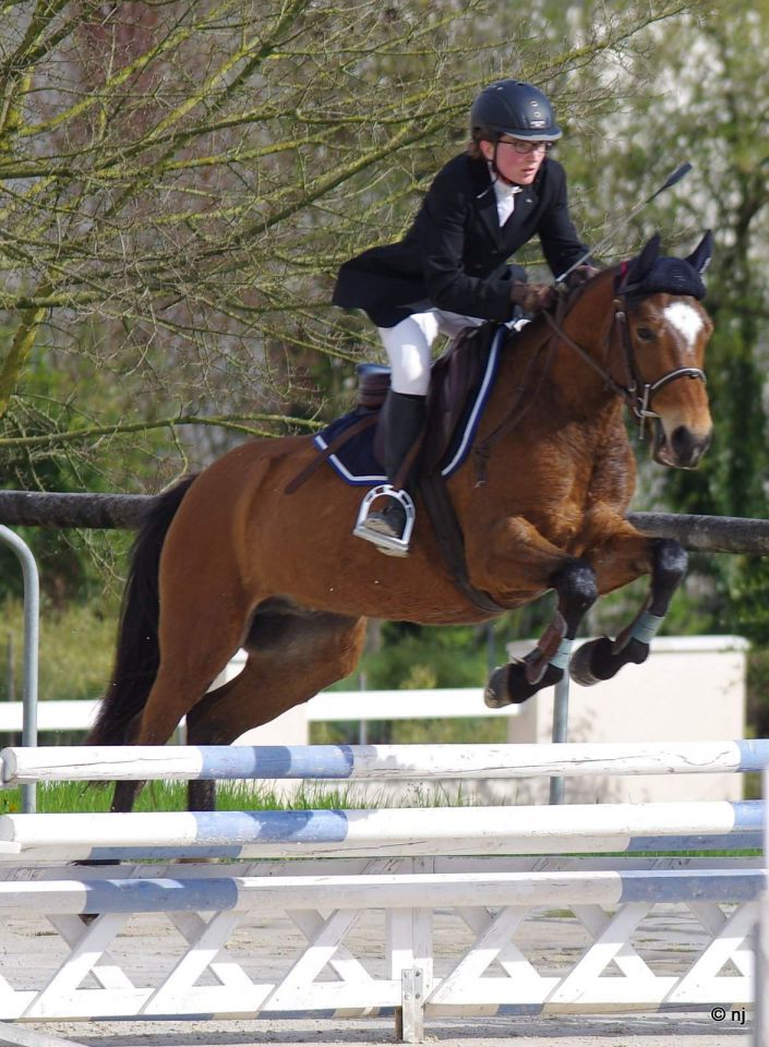 Gelding New Forest For sale 2012 Bay