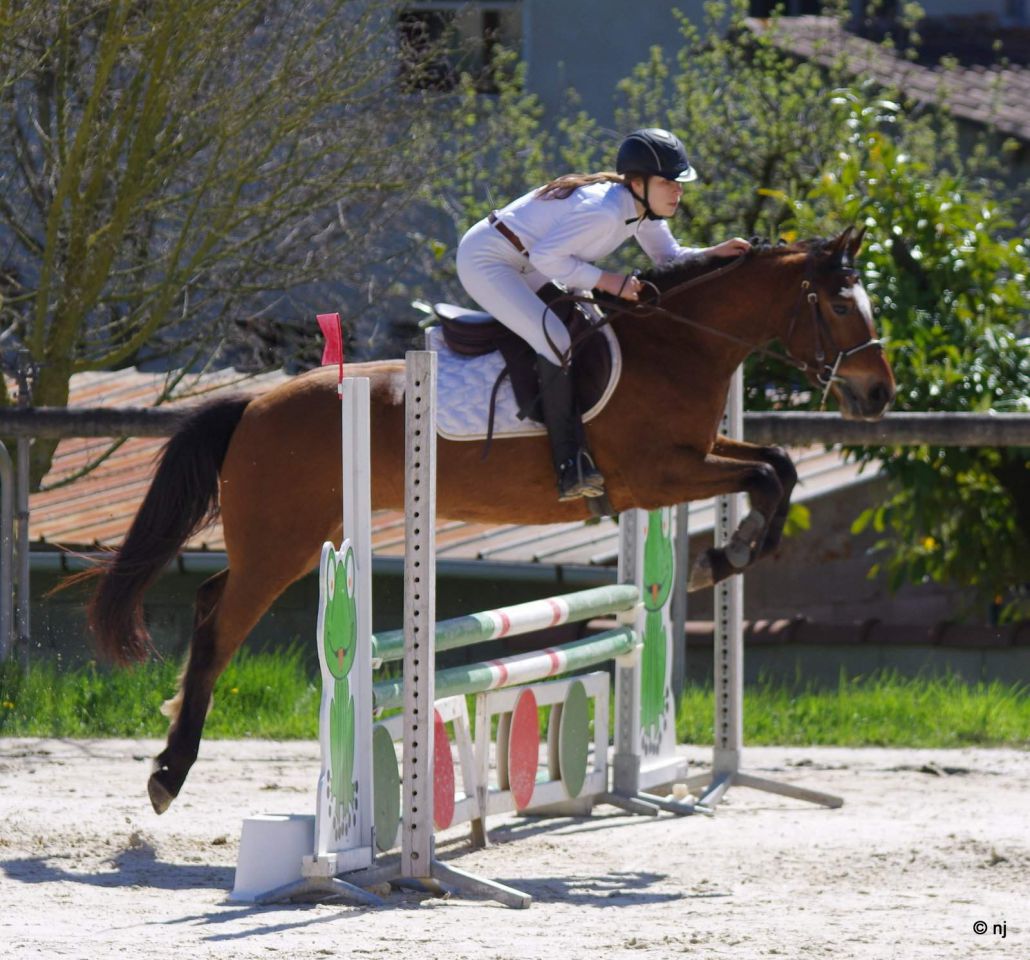 Gelding New Forest For sale 2012 Bay