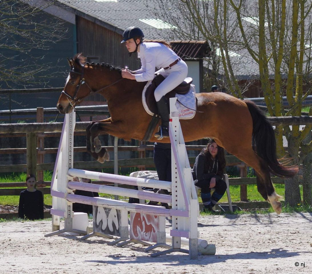 Gelding New Forest For sale 2012 Bay