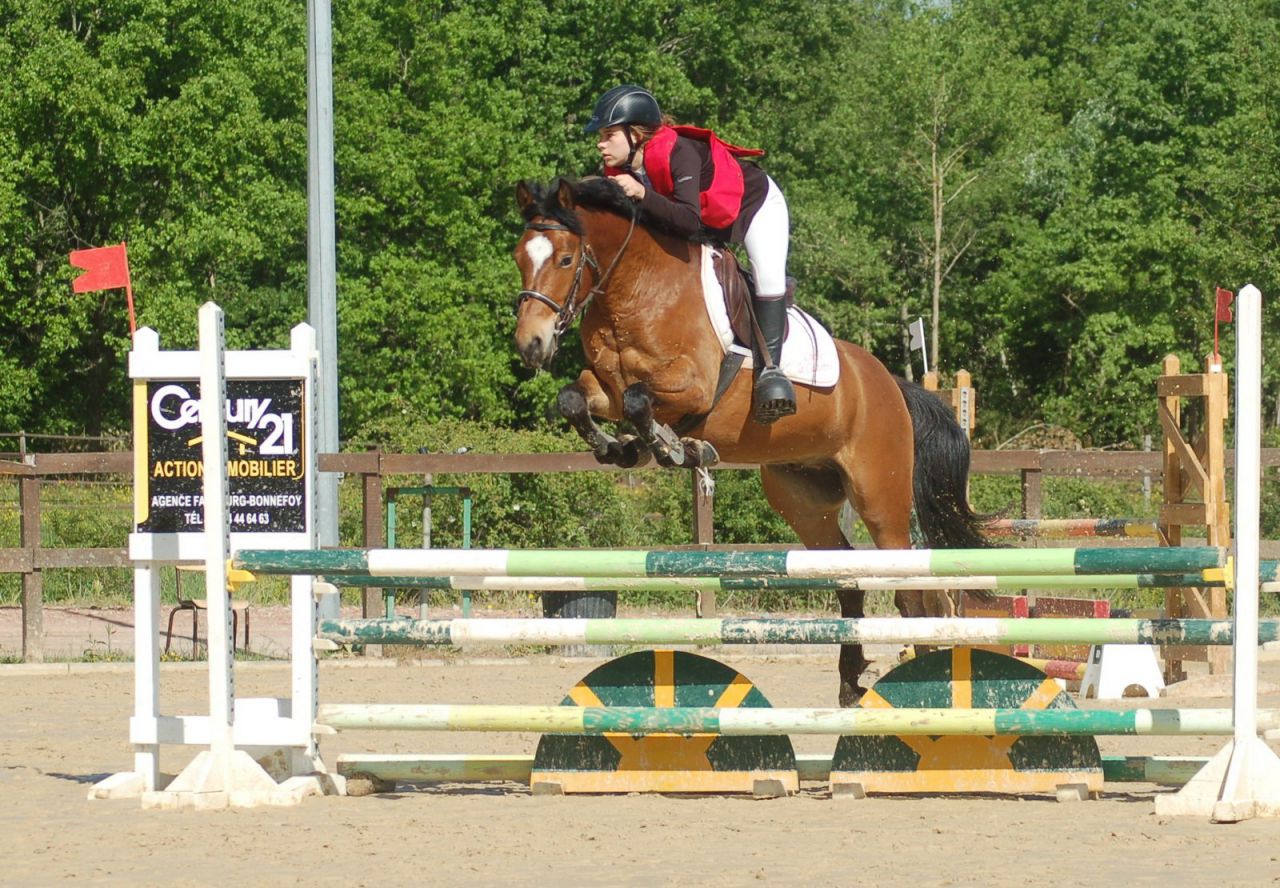 Gelding New Forest For sale 2012 Bay