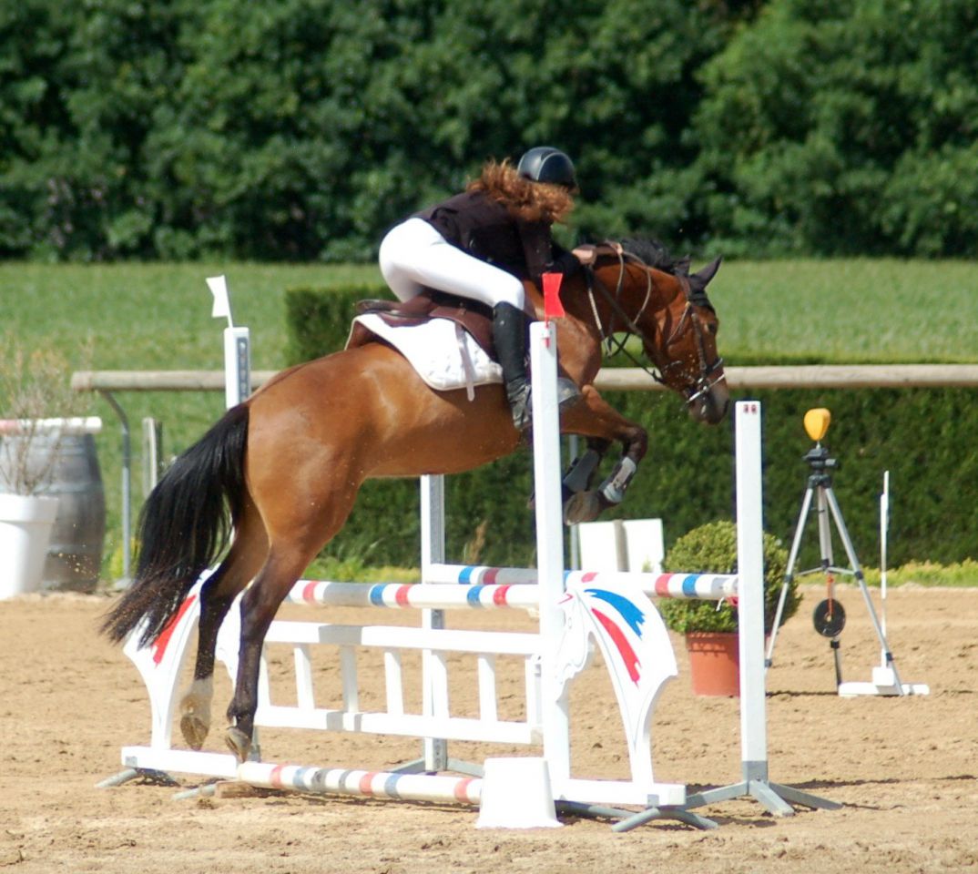 Gelding New Forest For sale 2012 Bay