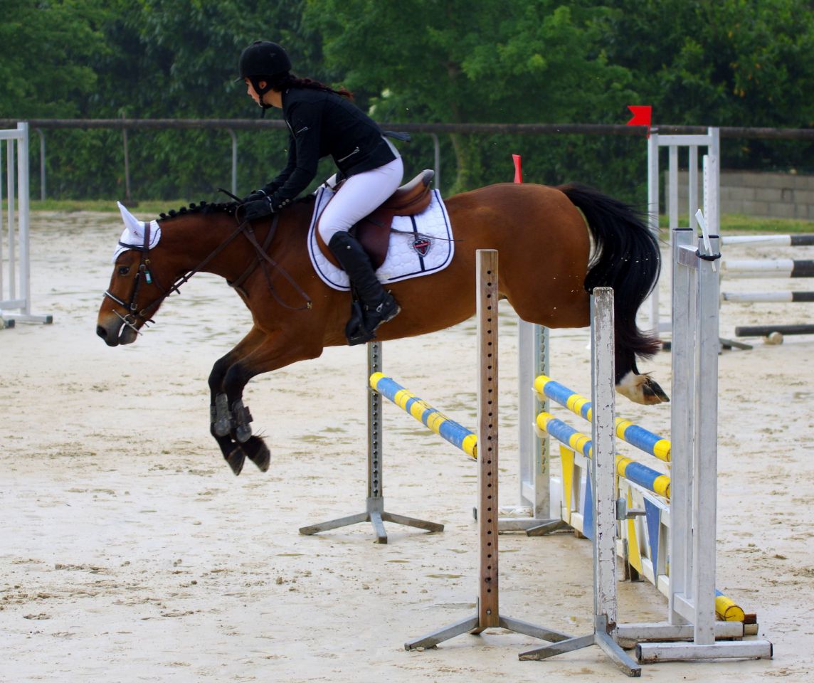 Gelding New Forest For sale 2012 Bay