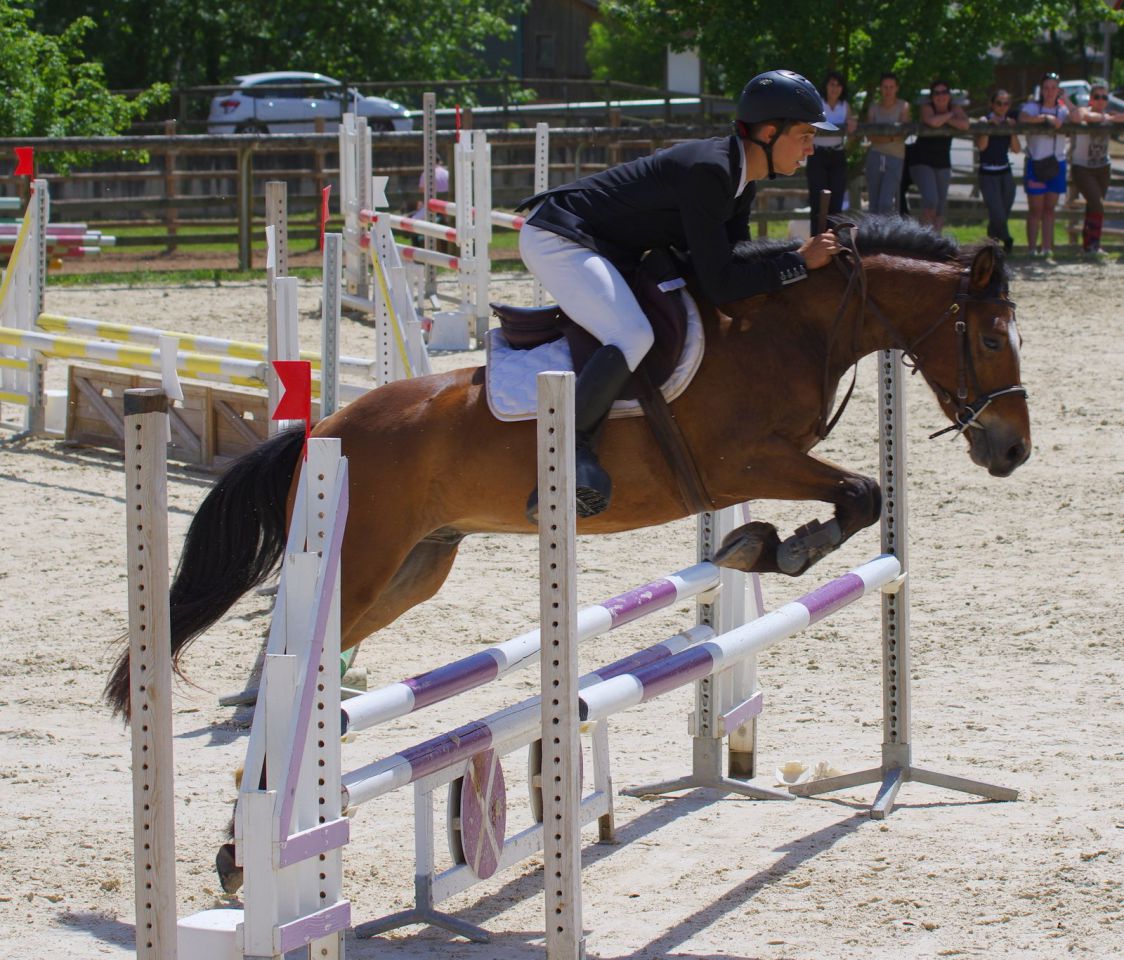 Gelding New Forest For sale 2012 Bay