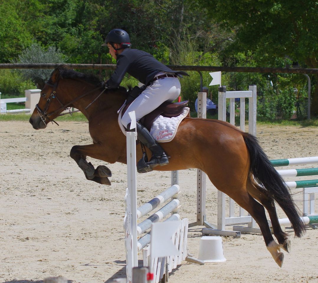 Gelding New Forest For sale 2012 Bay