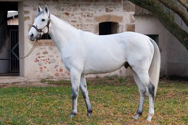 FLY WITH ME - English Thoroughbred 2010 by BEAT HOLLOW