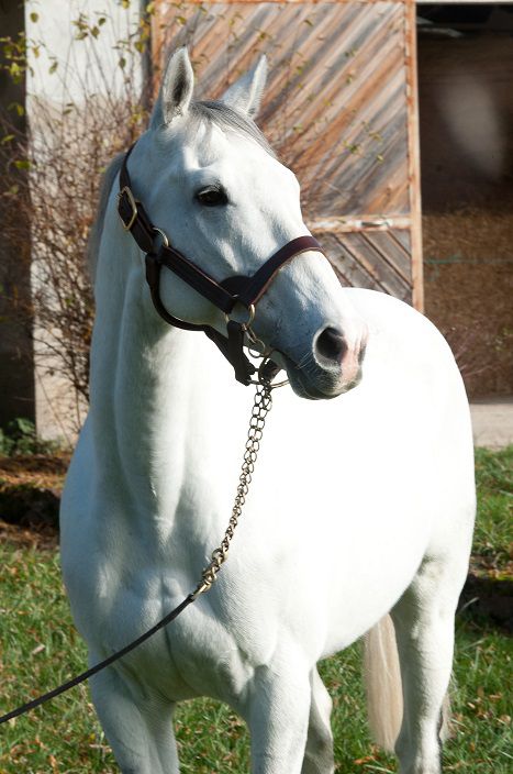 FLY WITH ME - English Thoroughbred 2010 by BEAT HOLLOW