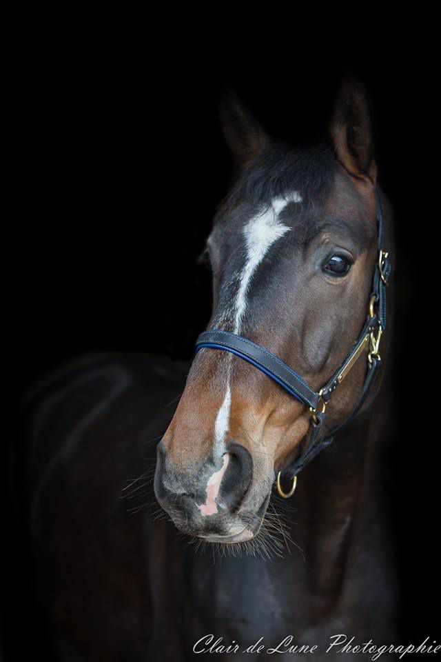 Clair de Lune Photographie | Equestrian art > Horse photographers
