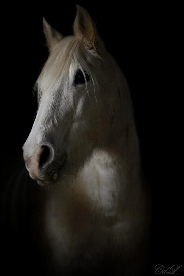 Clair de Lune Photographie | Equestrian art > Horse photographers