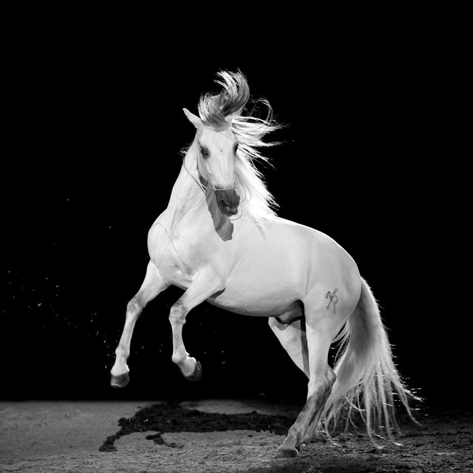 Clair de Lune Photographie | Equestrian art > Horse photographers