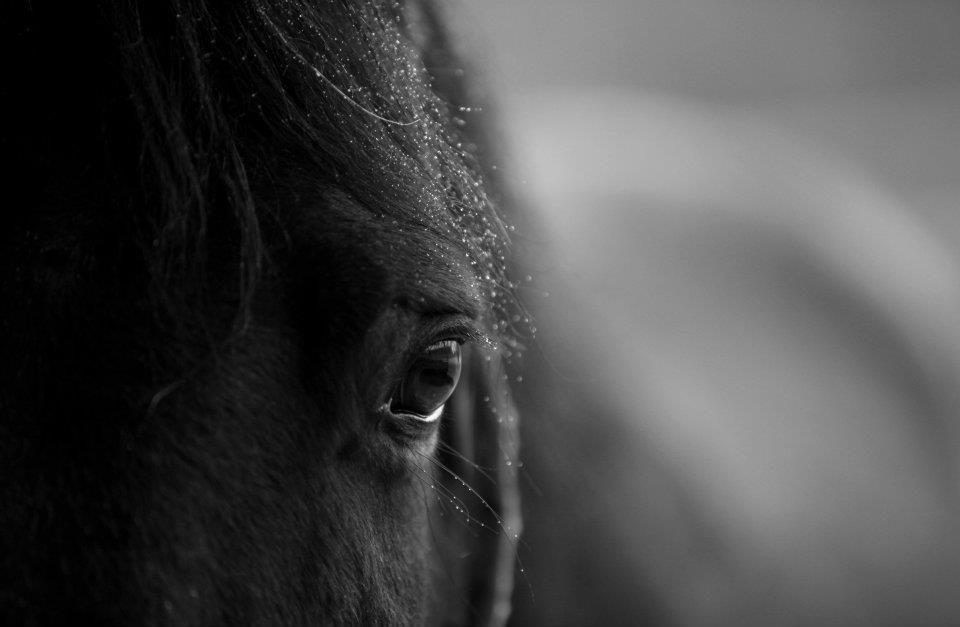 Clair de Lune Photographie | Equestrian art > Horse photographers