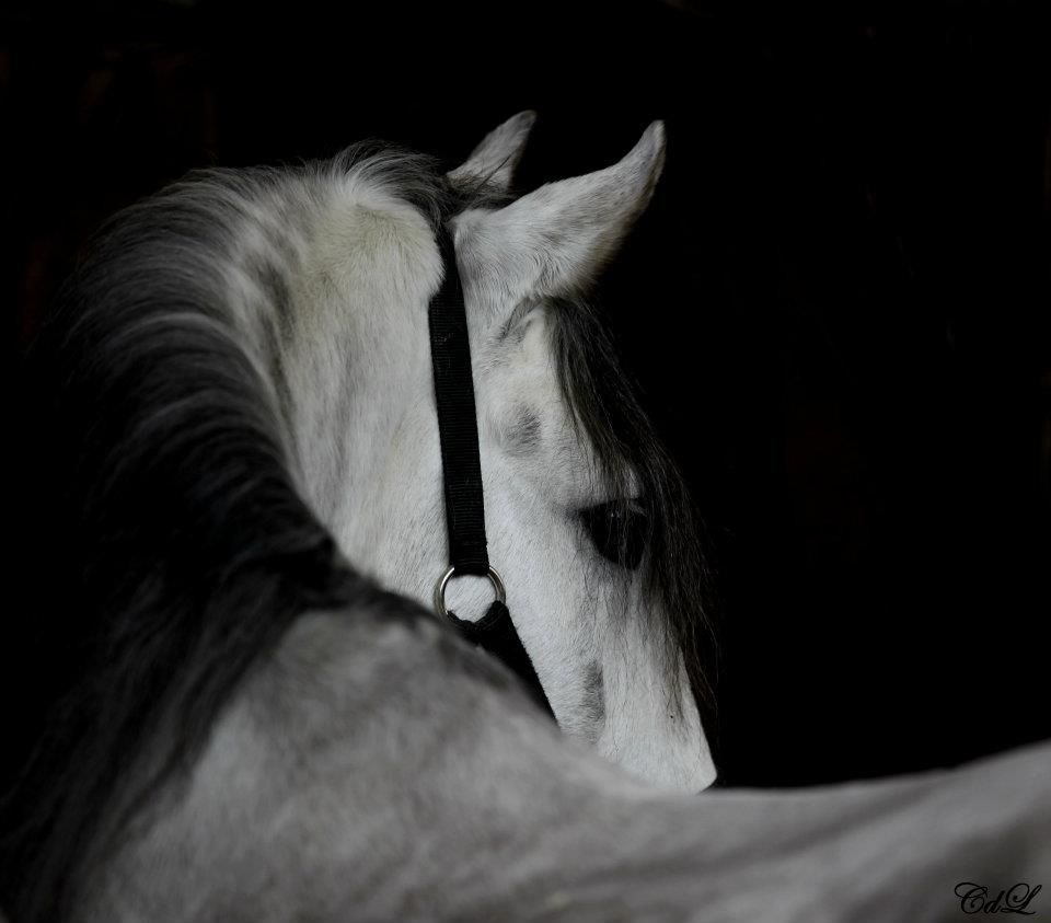 Clair de Lune Photographie | Equestrian art > Horse photographers