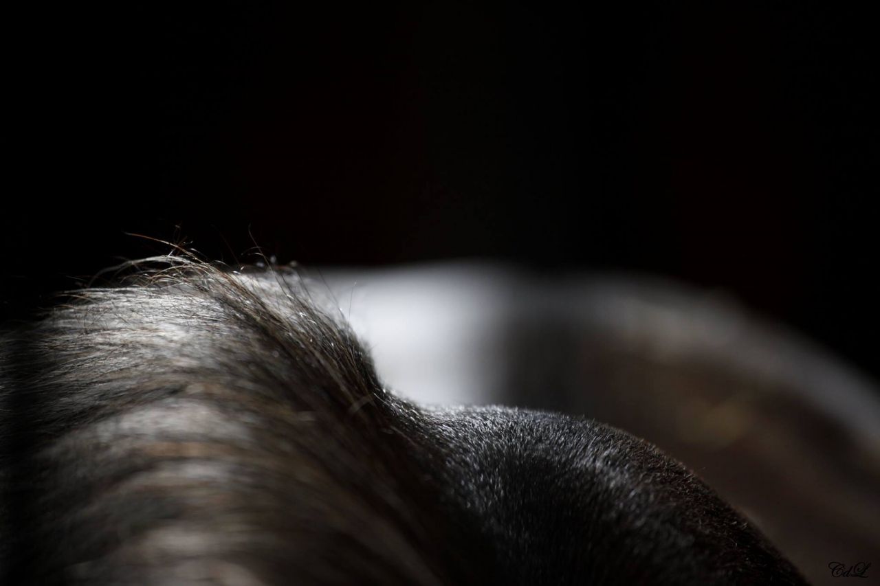 Clair de Lune Photographie | Equestrian art > Horse photographers