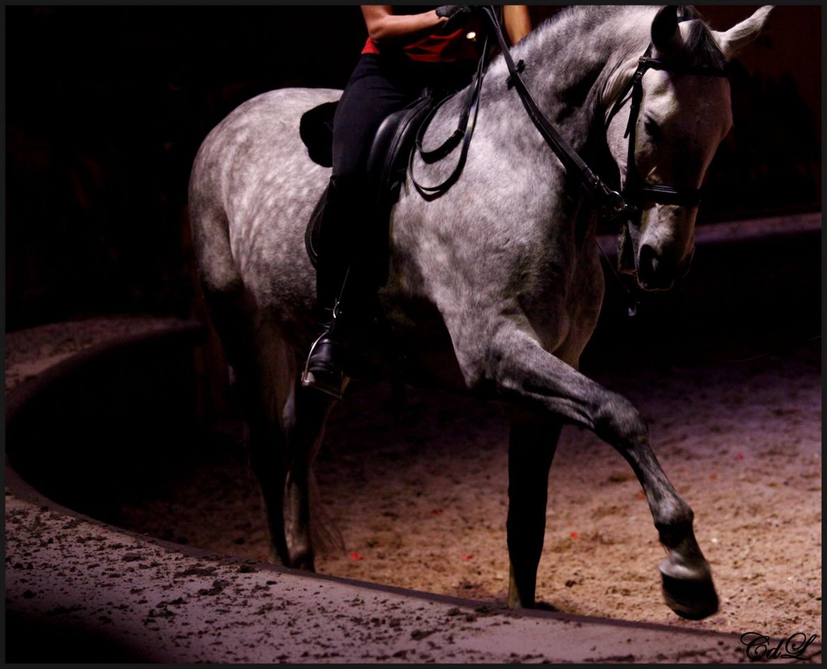 Clair de Lune Photographie | Equestrian art > Horse photographers