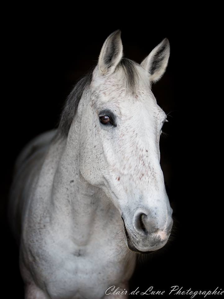 Clair de Lune Photographie | Equestrian art > Horse photographers
