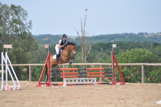 Mare New Forest For sale 2009 Bay