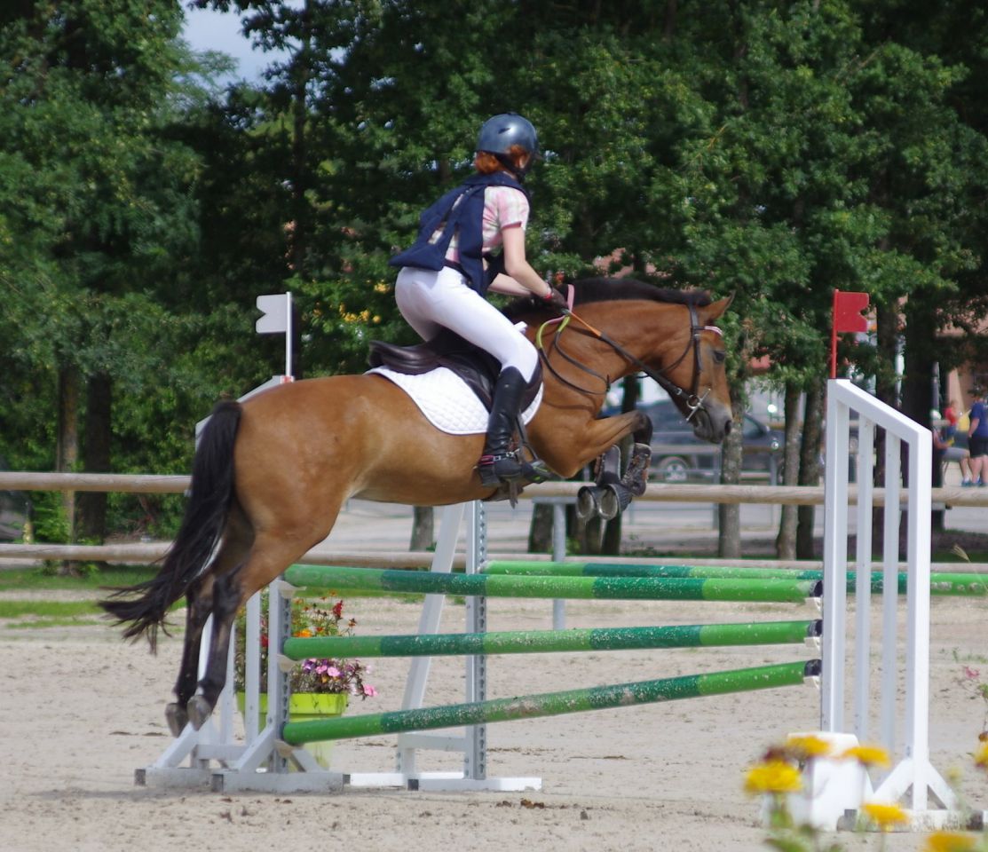 Mare New Forest For sale 2009 Bay