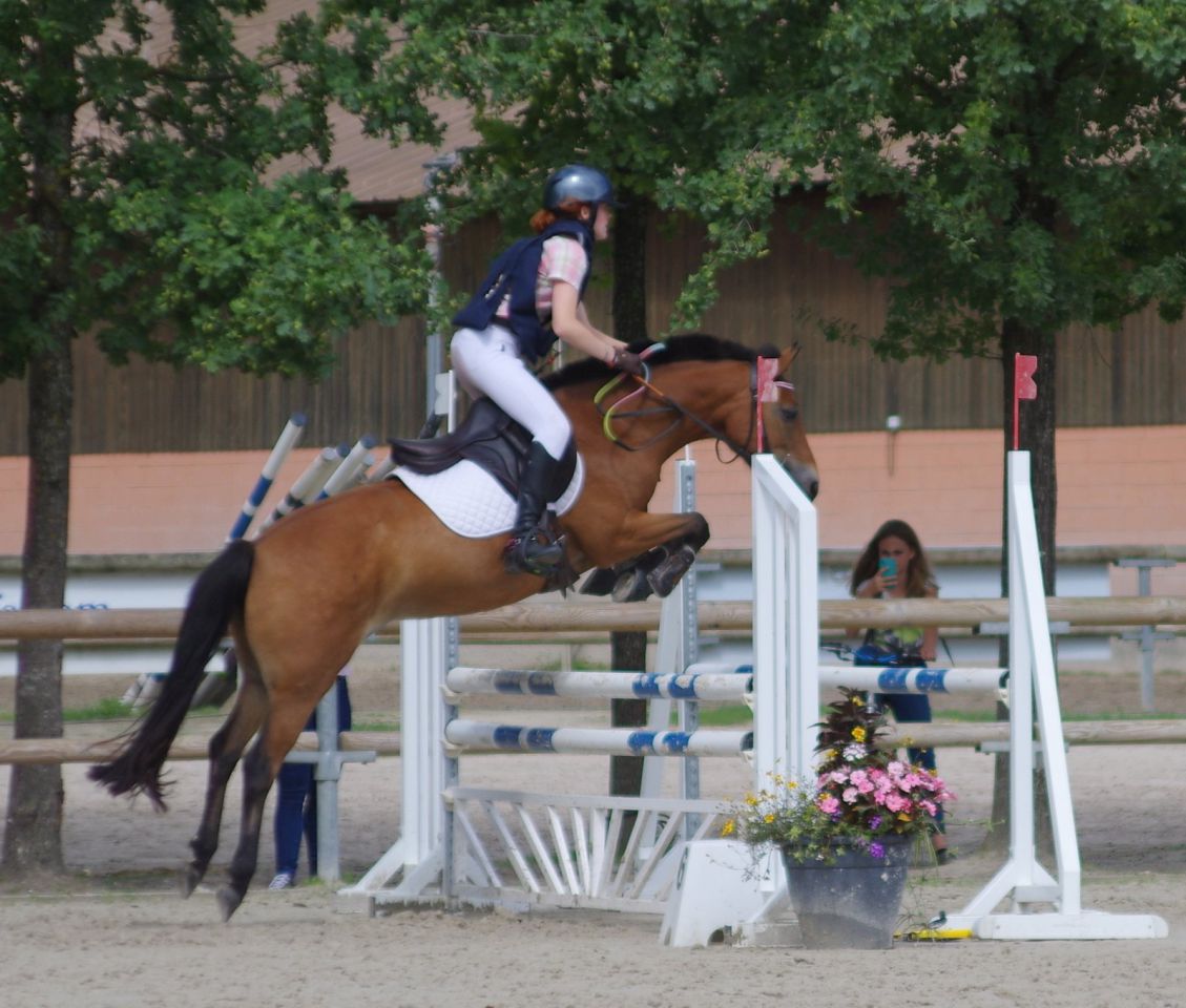 Mare New Forest For sale 2009 Bay