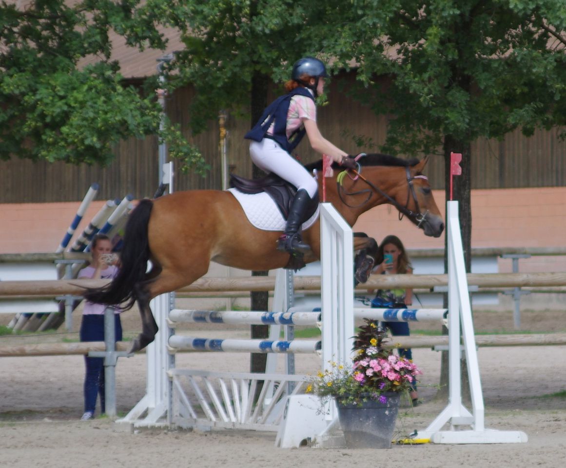 Mare New Forest For sale 2009 Bay