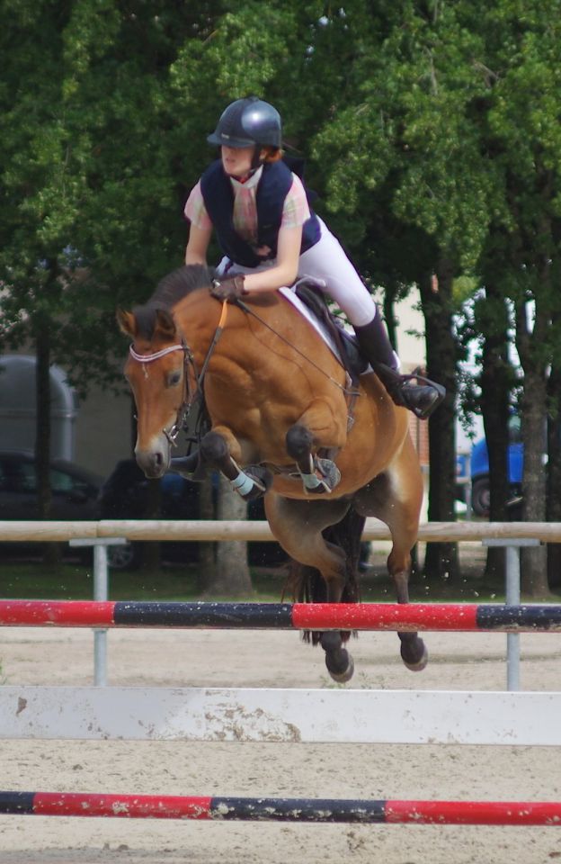 Mare New Forest For sale 2009 Bay