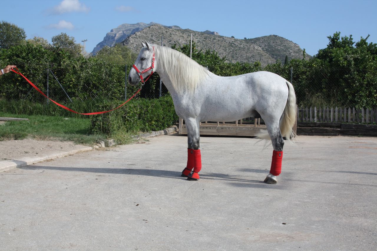 Talabartero - Andalusian 2007