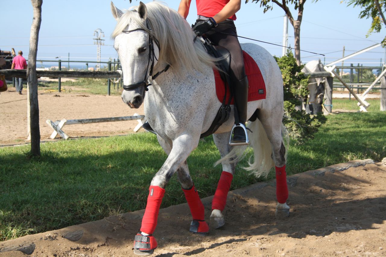 Talabartero - Andalusian 2007