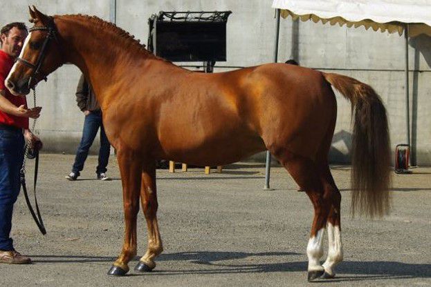 Stallion French Saddle Pony For sale 1999 Buckskin